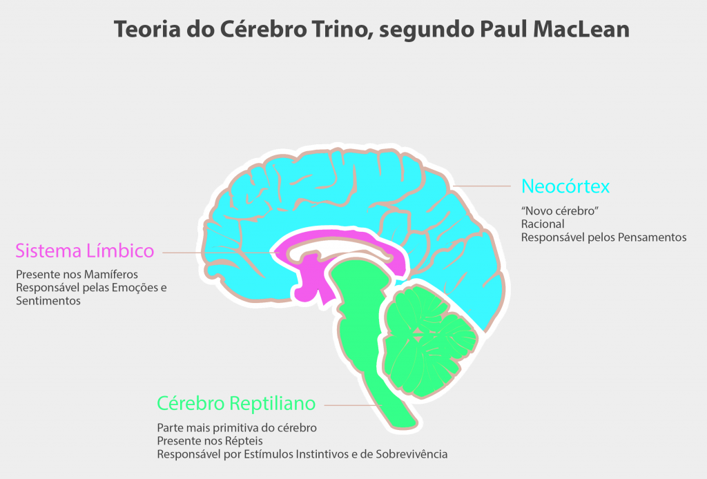 cerebro trino 1024x694 - Saiba Mais Sobre os Hemisférios Cerebrais e o Cérebro Trino